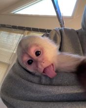 Cute Capuchin monkey EMAIL (Drippjessica51@gmail com) Image eClassifieds4U