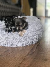 Cute chihuahua babies (Hillstracy084@gmail.com)