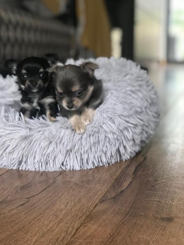 Cute chihuahua babies (Hillstracy084@gmail.com) Image eClassifieds4u