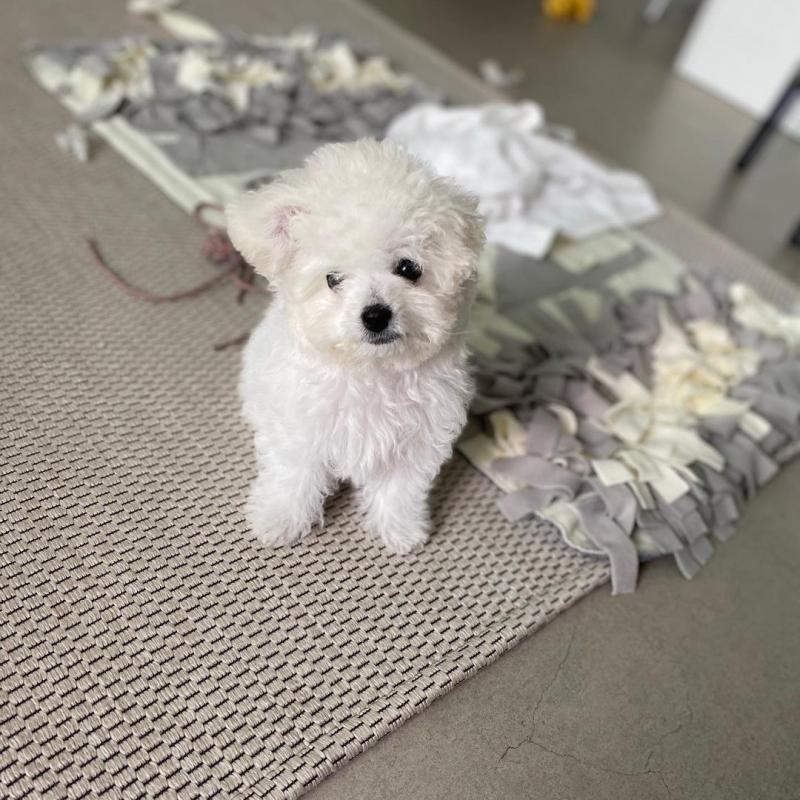 Enchanting Maltese Marvels Image eClassifieds4u