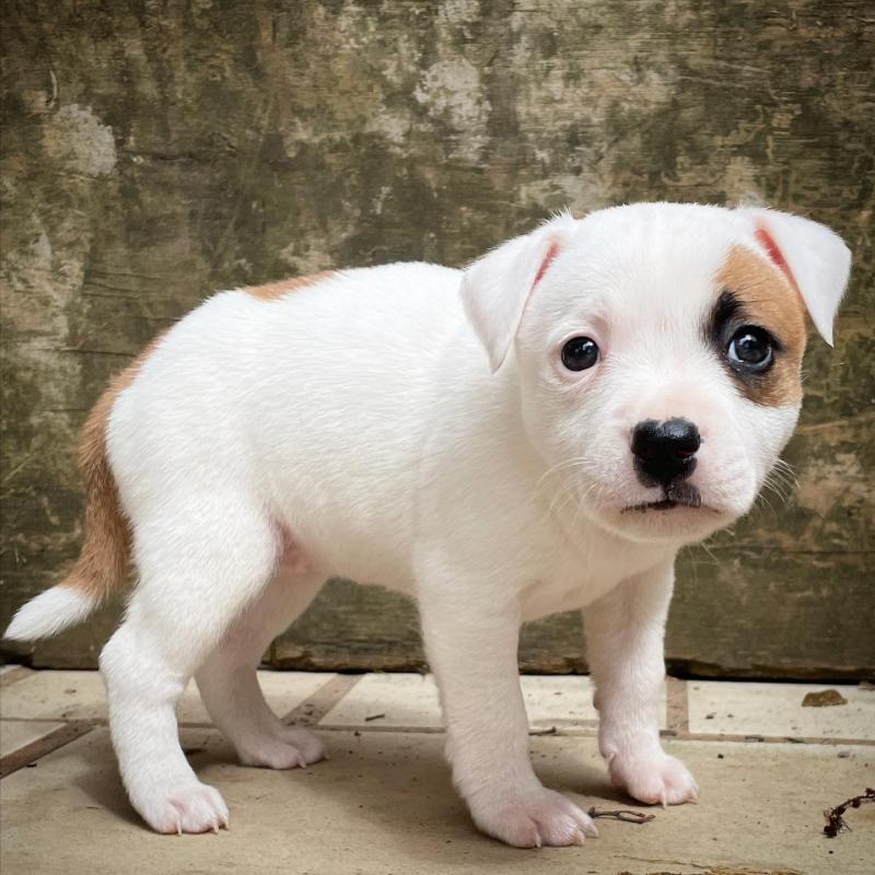 Lovely Pitbull Pups Image eClassifieds4u
