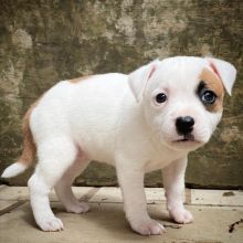 Lovely Pitbull Pups Image eClassifieds4u 2