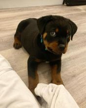 Majestic Rottweiler Royalty Image eClassifieds4u 2