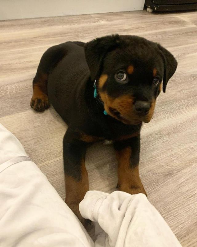 Majestic Rottweiler Royalty Image eClassifieds4u