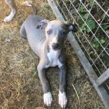 Stunning Kc Whippet Puppies