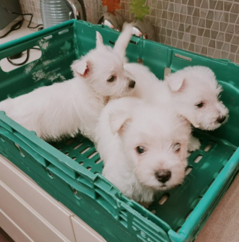 4 Westie pups for sale Image eClassifieds4u