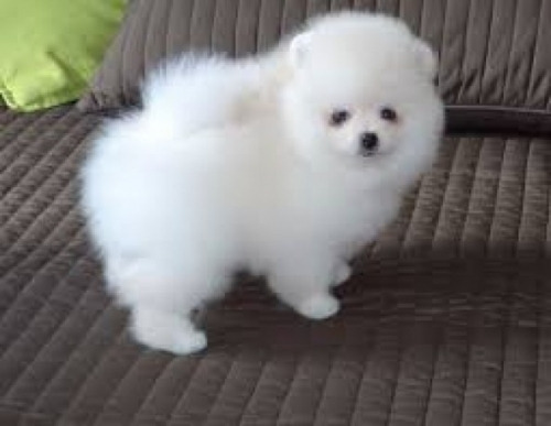 Cute Pomeranian puppies Image eClassifieds4u