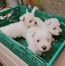 Adorable West Highland Terrier puppies Image eClassifieds4u 4