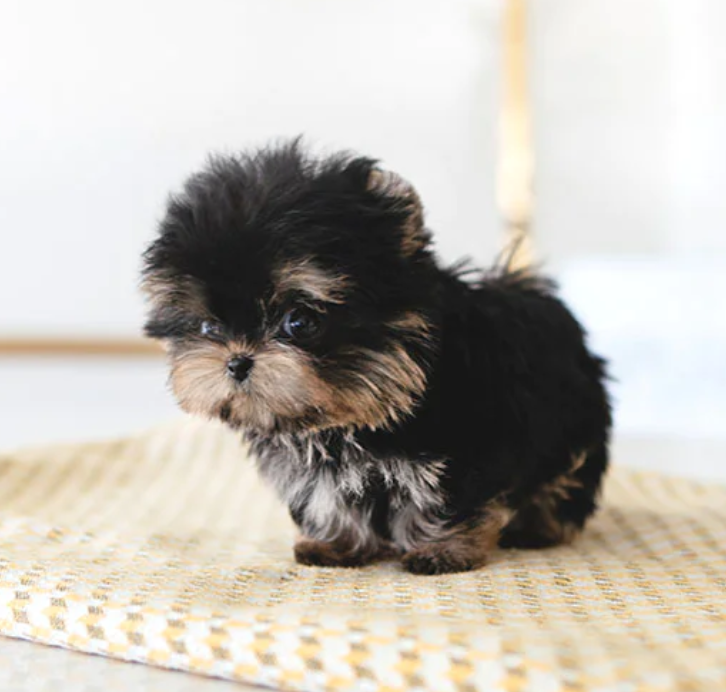 💗C.K.C MALE AND FEMALE YORKSHIRE TERRIER PUPPIES AVAILABLE💗 Image eClassifieds4u