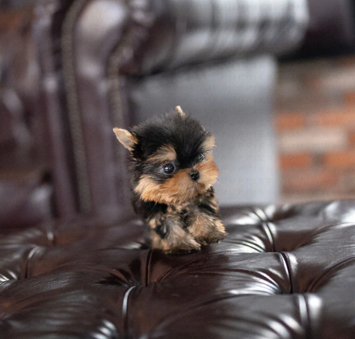 💗C.K.C MALE AND FEMALE YORKSHIRE TERRIER PUPPIES AVAILABLE💗 Image eClassifieds4u