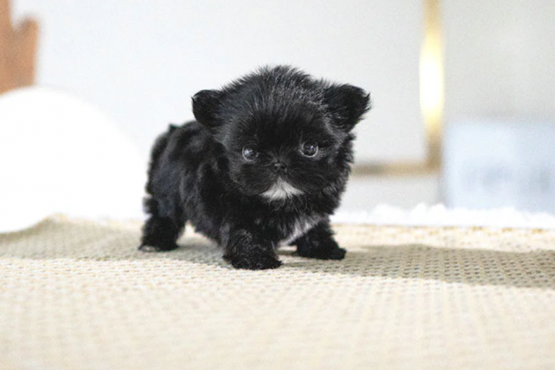 🍁LOVELY CANADIAN 🐶🐶 MALTIPOO PUPPIES AVAILABLE 🍁 Image eClassifieds4u