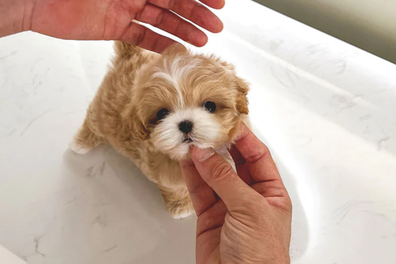 🍁LOVELY CANADIAN 🐶🐶 MALTIPOO PUPPIES AVAILABLE 🍁 Image eClassifieds4u