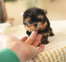 💗C.K.C MALE AND FEMALE YORKSHIRE TERRIER PUPPIES AVAILABLE💗