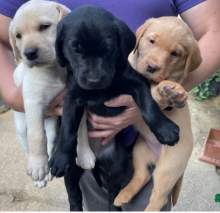 🦮 STUNNING KC REG LABRADOR PUPPYS🦮