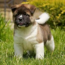 Accommodating Male And Female Akita Puppies For Adoption