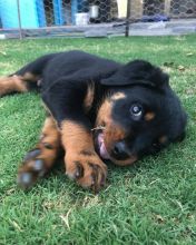 Awesome Rottweiler Puppies for Adoption