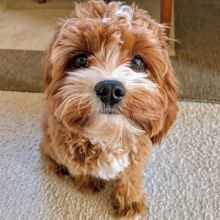Charming Healthy Cavapoo puppies Available