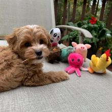 C.K.C MALE AND FEMALE MALTIPOO PUPPIES AVAILABLE
