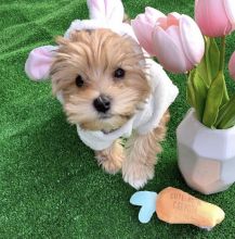 C.K.C MALE AND FEMALE Morkie PUPPIES AVAILABLE