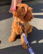 Lovely cute Cavapoo puppies for adoption