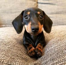 Male and Female Dachshund Puppies