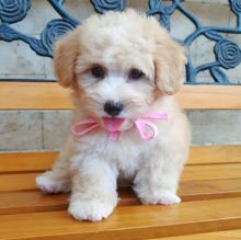 Outstanding Shihpoo Puppies