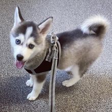 Quality Male and Female Pomsky Puppies For free