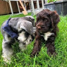 sweet little girl and boy Portuguese water dog available