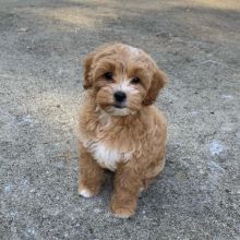 Lovely with Amazing Characteristics Basset Hound Puppies For Adoption