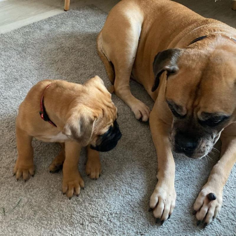 Friendly Bullmastiff Puppies available Image eClassifieds4u