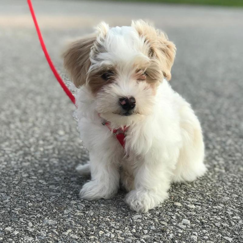 HAVANESE PUPPIES FOR ADOPTION Image eClassifieds4u