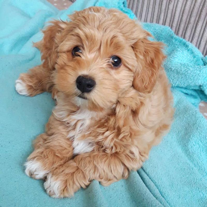 Havanese puppies for adoption Image eClassifieds4u