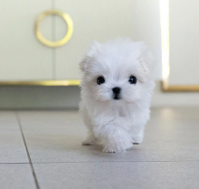 🟥C.K.C MALE AND FEMALE MALTESE PUPPIES AVAILABLE🟥 Image eClassifieds4u 3