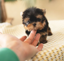 💗C.K.C MALE AND FEMALE YORKSHIRE TERRIER PUPPIES AVAILABLE💗 Image eClassifieds4u 1