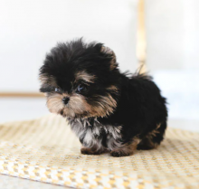 💗C.K.C MALE AND FEMALE YORKSHIRE TERRIER PUPPIES AVAILABLE💗 Image eClassifieds4u 3