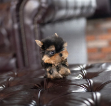 💗C.K.C MALE AND FEMALE YORKSHIRE TERRIER PUPPIES AVAILABLE💗 Image eClassifieds4u 2