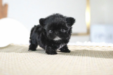 🍁LOVELY CANADIAN 🐶🐶 MALTIPOO PUPPIES AVAILABLE 🍁 Image eClassifieds4u 2