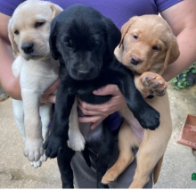 🦮 STUNNING KC REG LABRADOR PUPPYS🦮 Image eClassifieds4u 1