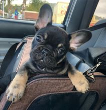 French Bulldog Puppies for Adoption Image eClassifieds4U