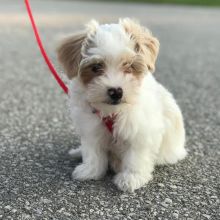 HAVANESE PUPPIES FOR ADOPTION Image eClassifieds4U