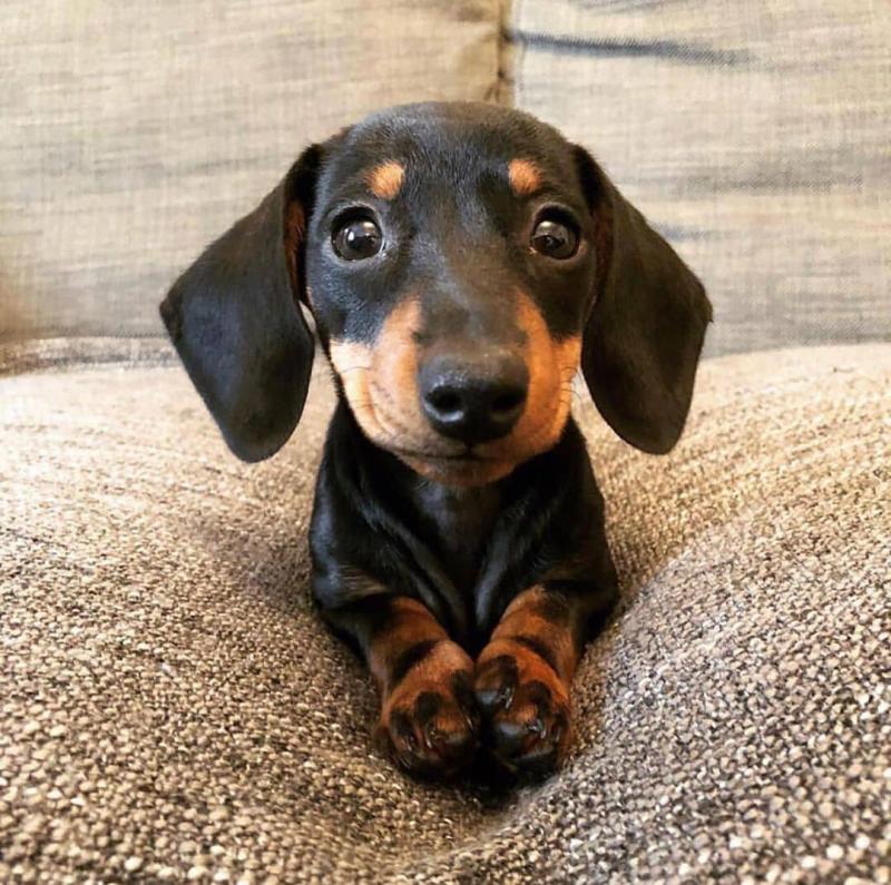 Male and Female Dachshund Puppies Image eClassifieds4u