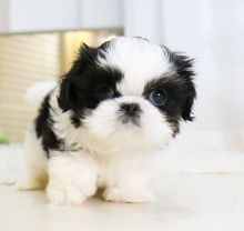💗 MALE AND FEMALE SHIH TZU PUPPIES AVAILABLE💗