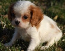 Cavalier King Charles Spaniel puppies available