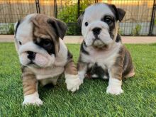 English Bulldog puppies available now