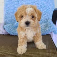 Healthy MALTIPOO Puppies Available For Rehoming.. Email me at (loicjesse25@gmail.com)