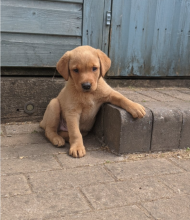 Labrador retriever puppies available now