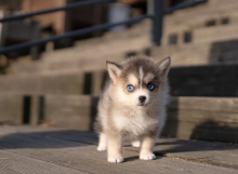 Remarkable Pomsky Puppies