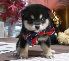 Shina Inu puppies available now