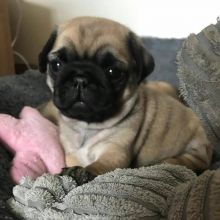 Sweet Male and Female PUG Puppies For Urgent Adoption. Email Us at (loicjesse25@gmail.com)