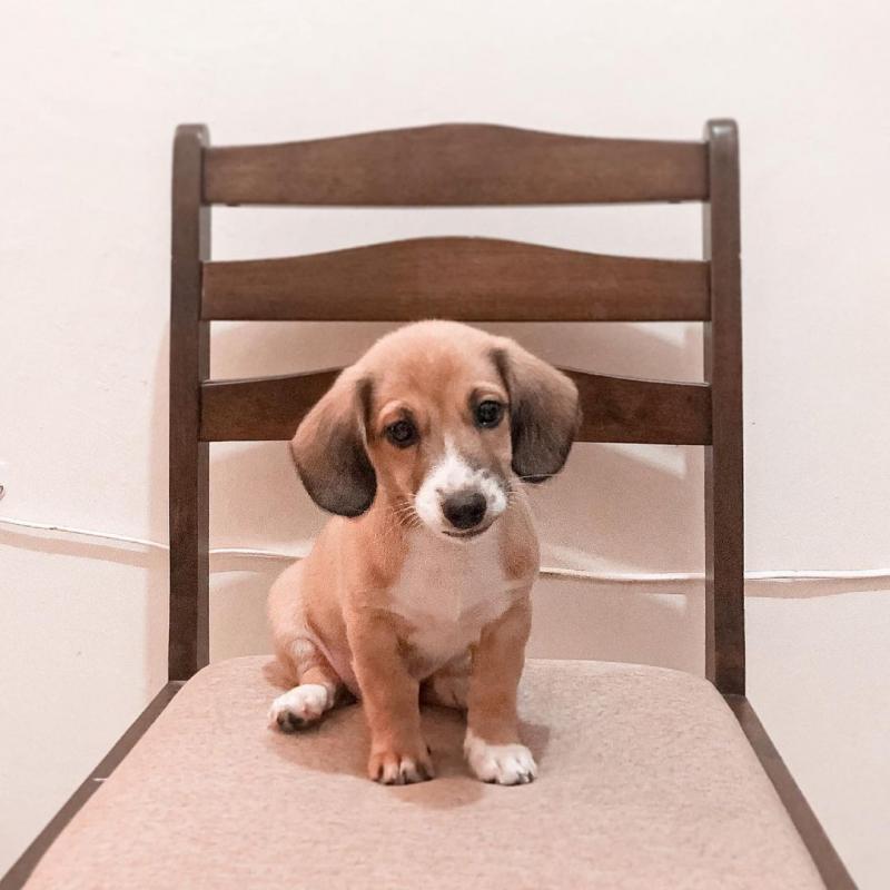 Absolutely Healthy Schweenie Puppies Contact Us At (loicjesse25@gmail.com) Image eClassifieds4u